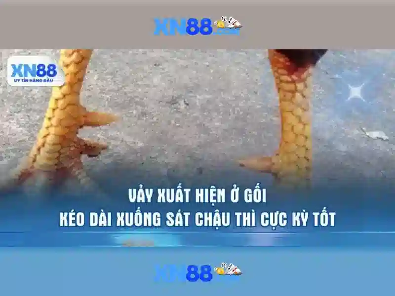 xn88: Giới thiệu và những điểm cần biết