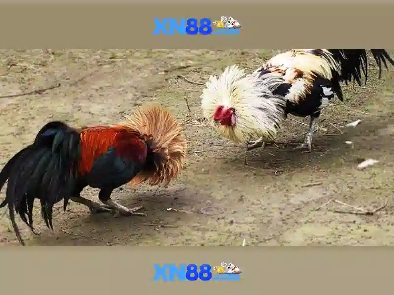 xn88 - Tổng quan, đánh giá và hướng dẫn sử dụng