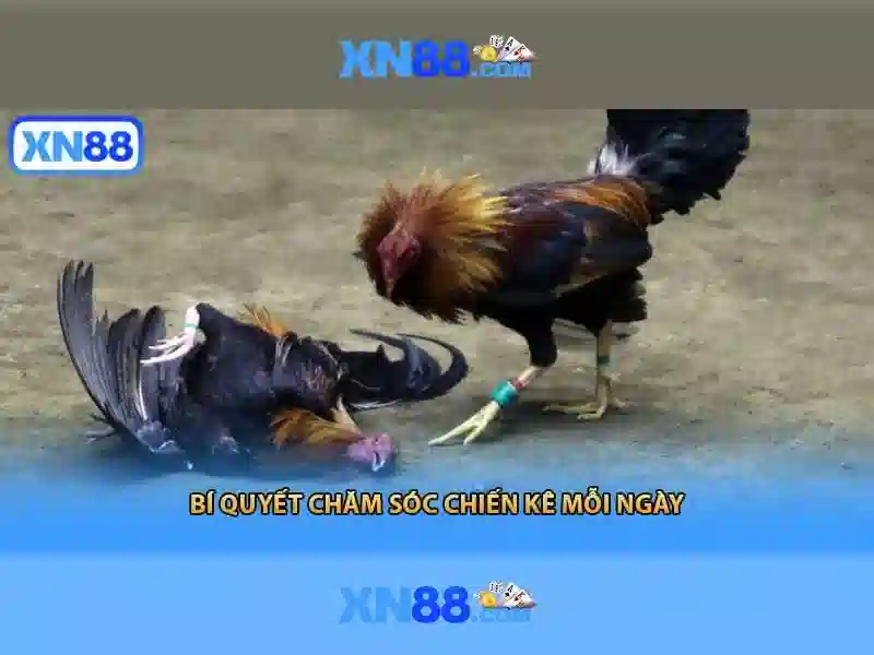 Công nghệ và nền tảng