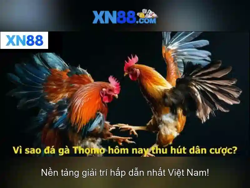 xn88 - Nền tảng giải trí trực tuyến và cược