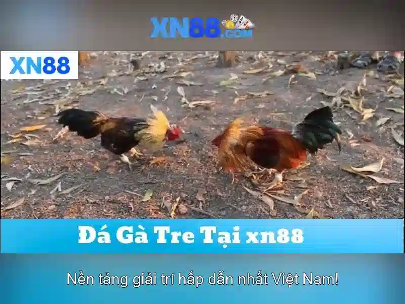 Tổng quan về xn88